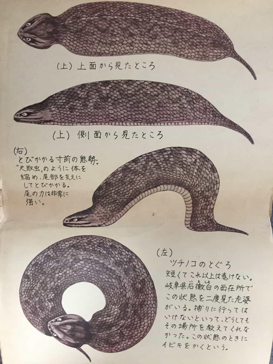 東京にもUMAがいる!多摩地区のツチノコ目撃情報を追え【前編】 | 東京ルッチ