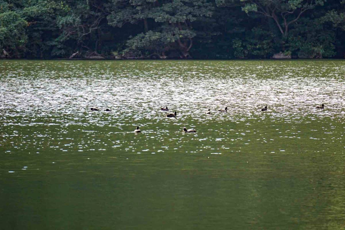 三宅島「大路池」で泳ぐ野鳥たち