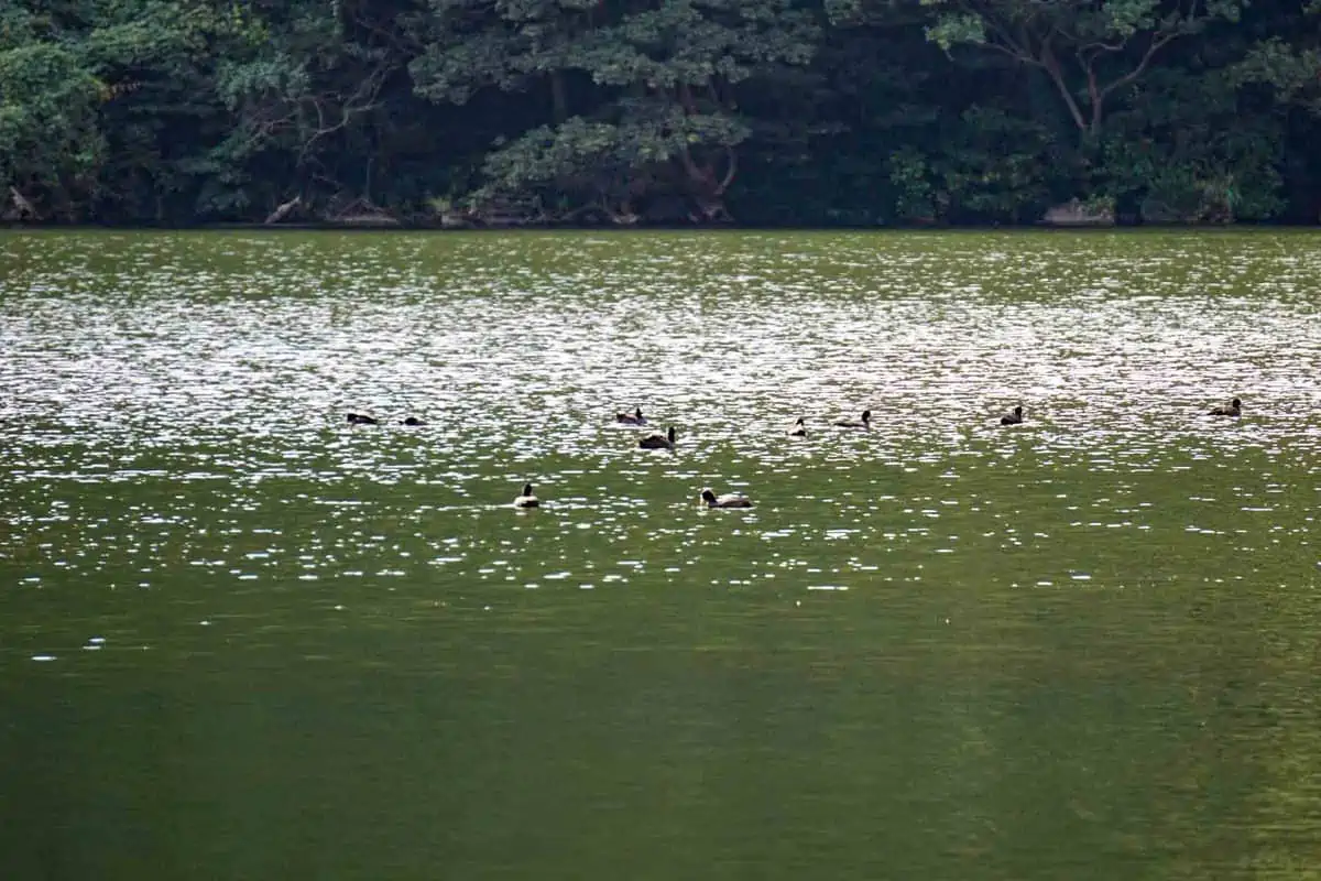 三宅島「大路池」で泳ぐ野鳥たち