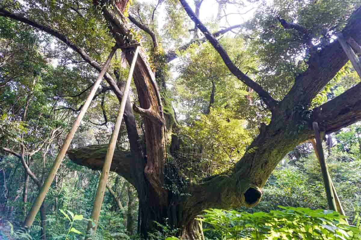 三宅島の巨樹「迷子椎」