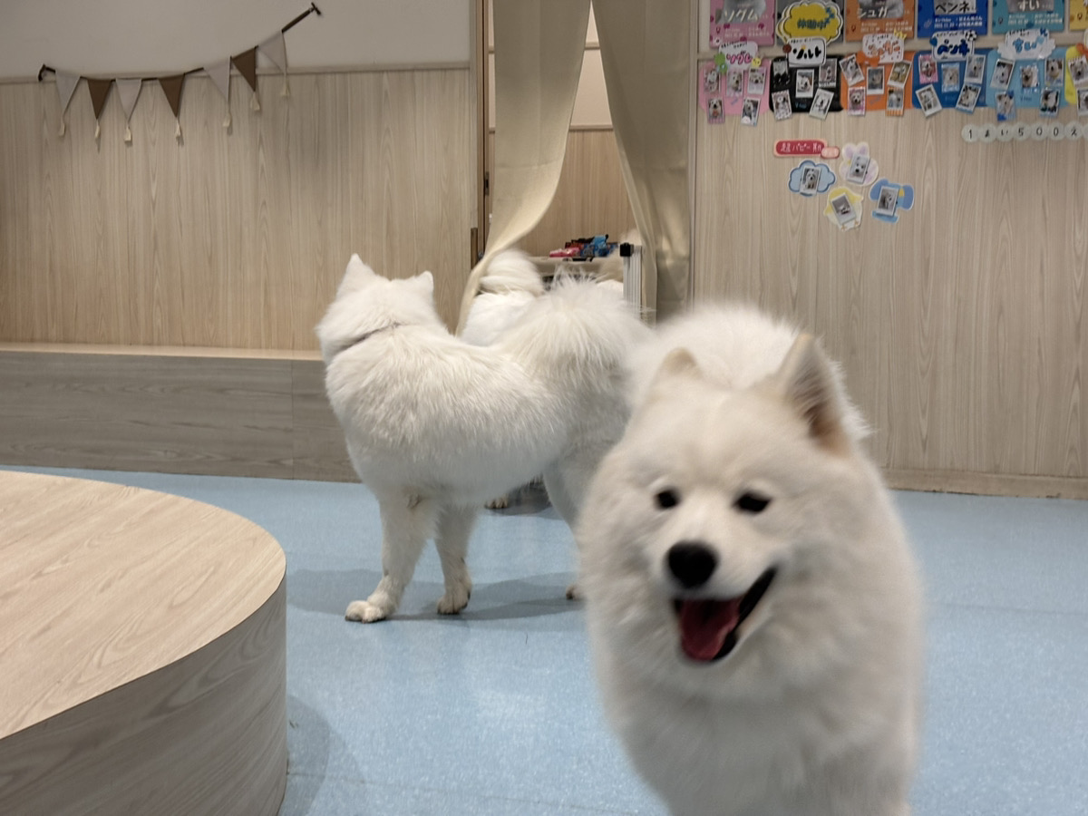 勢いよく出てくるサモエドたち