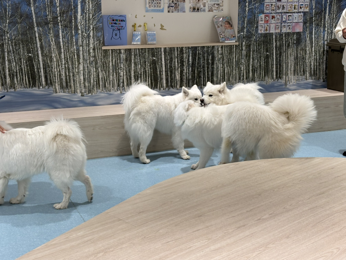 店内に広がるサモエドたち