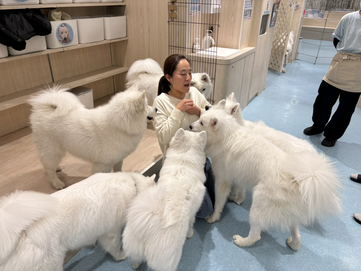 おやつに集まるサモエド