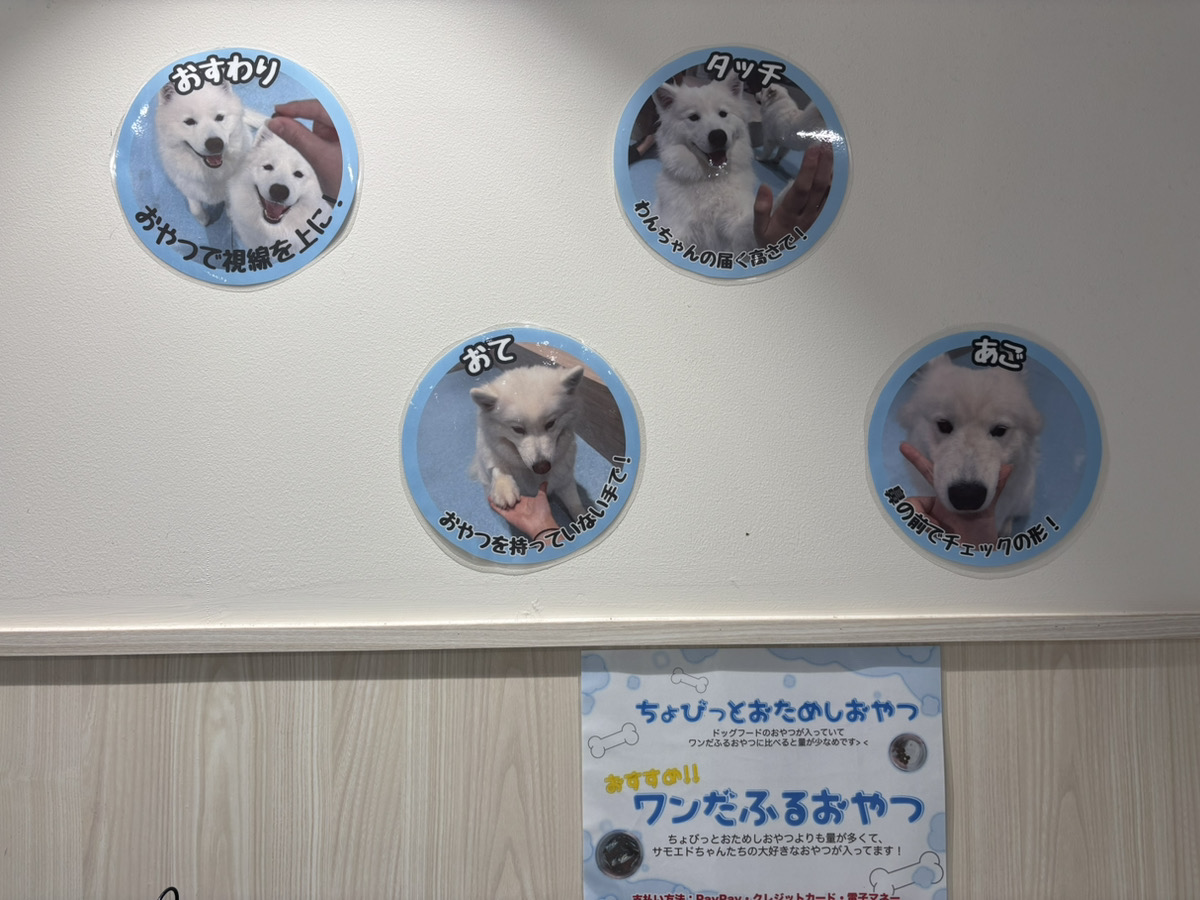 芸を披露するサモエド