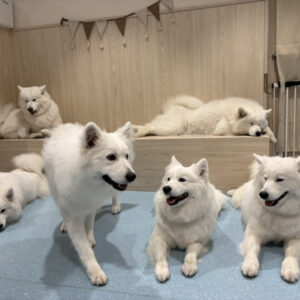 【上板橋】サモエドの群れが飛び出す!? 話題の「サモエドカフェ」を地元民ライターが体験レポ！