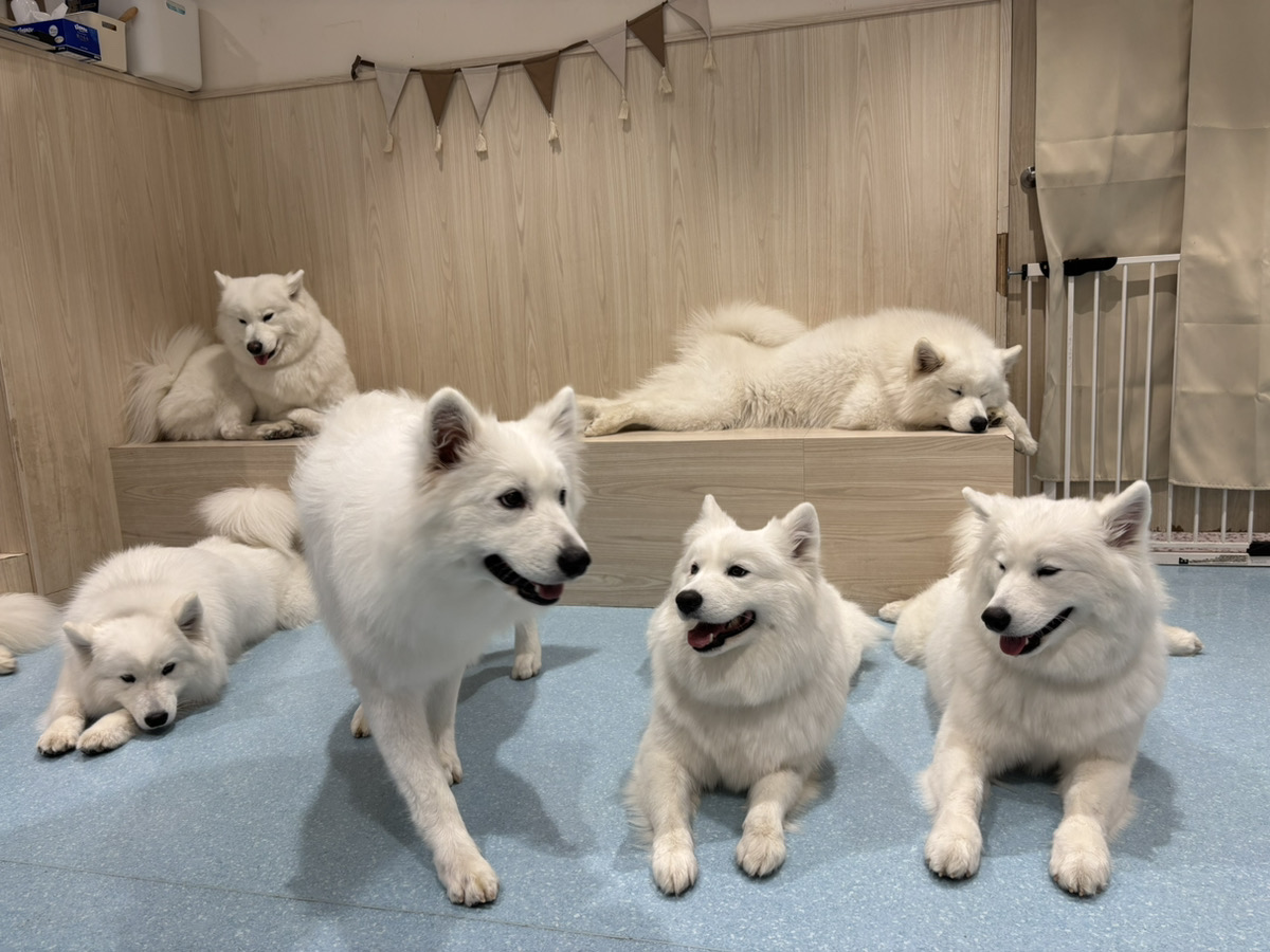 にっこり笑うサモエド犬