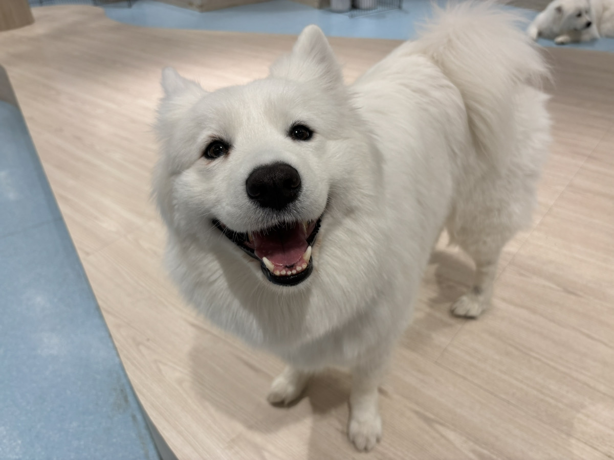 サモエドスマイル