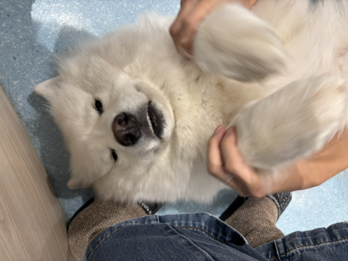 足元でくつろぐサモエド